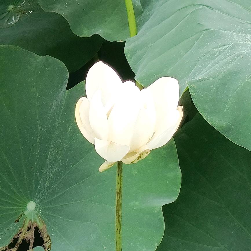 黄钱陆