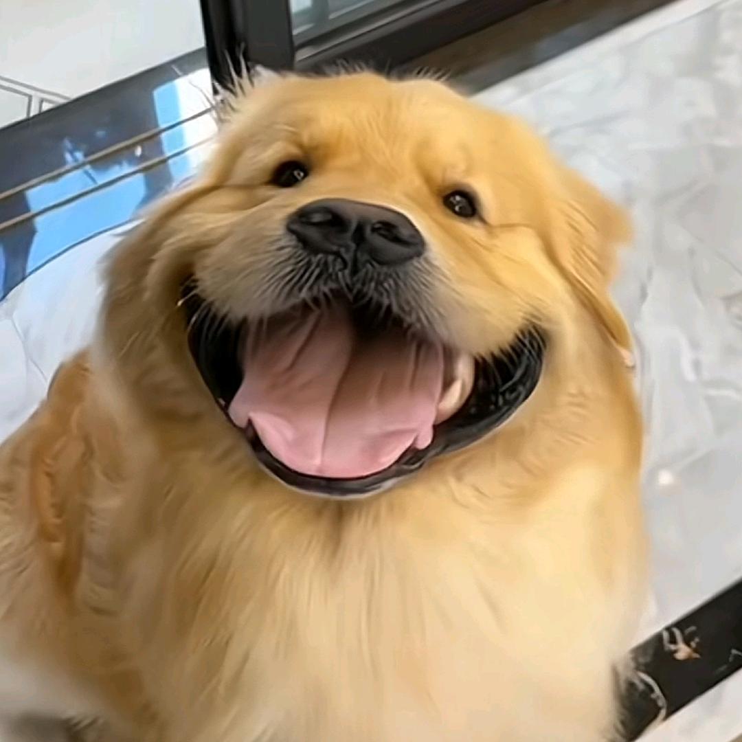 可乐小鸡毛