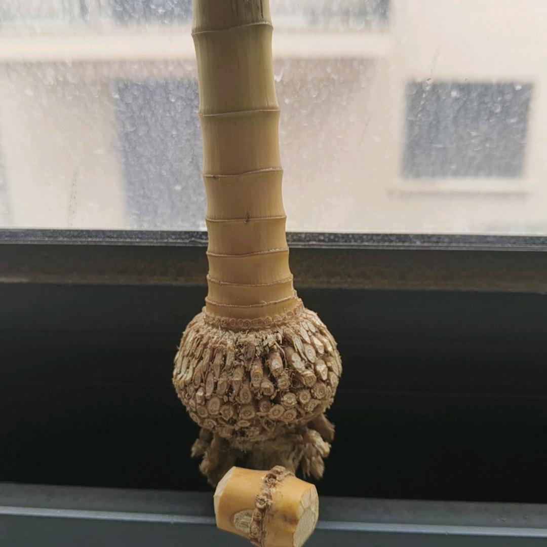 逸笑为红颜