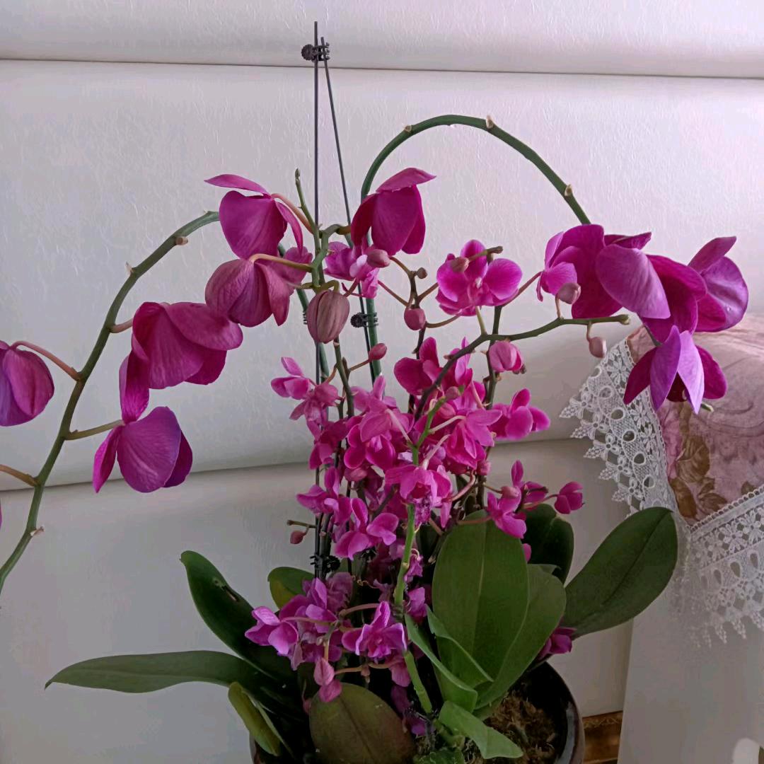 兰花紫薇