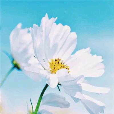 浅水菇凉柠檬泪