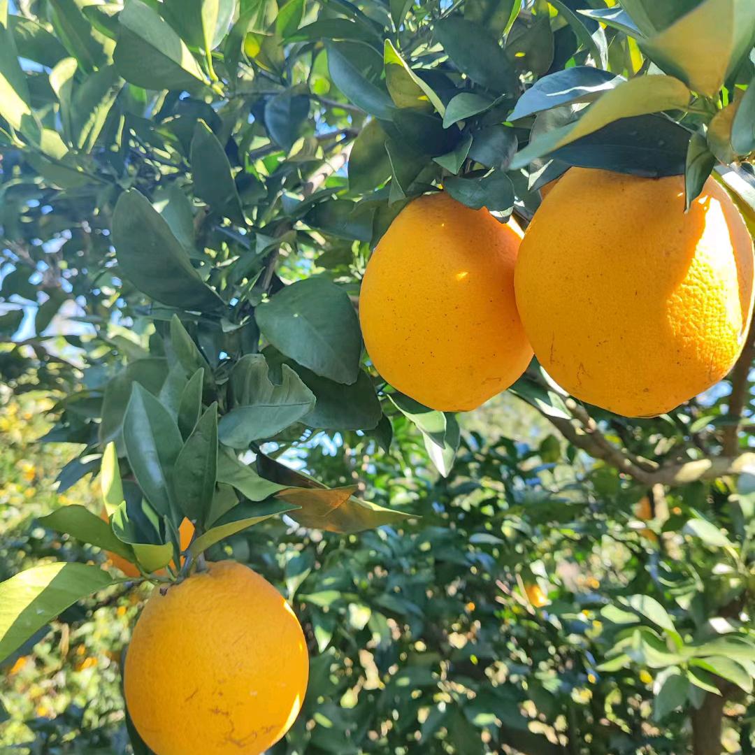 坚持不懈，直到成功