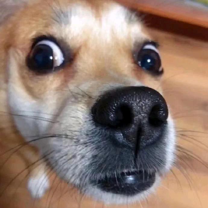 夏天里的羊毛皮裤衩