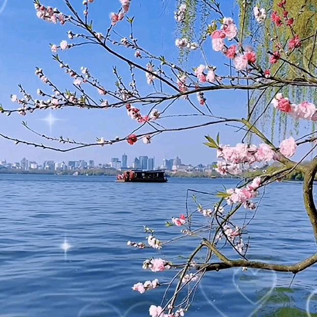 琴🌹️