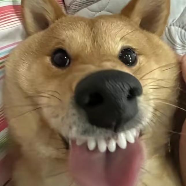 赏花阁