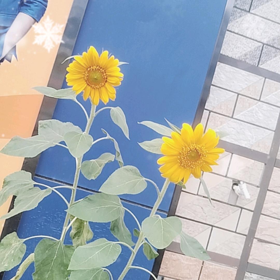 大悟小蚂蚁