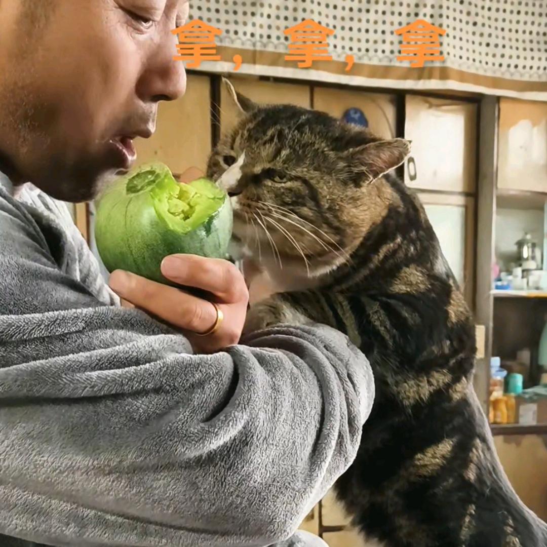 🔥香瓜猫🔥
