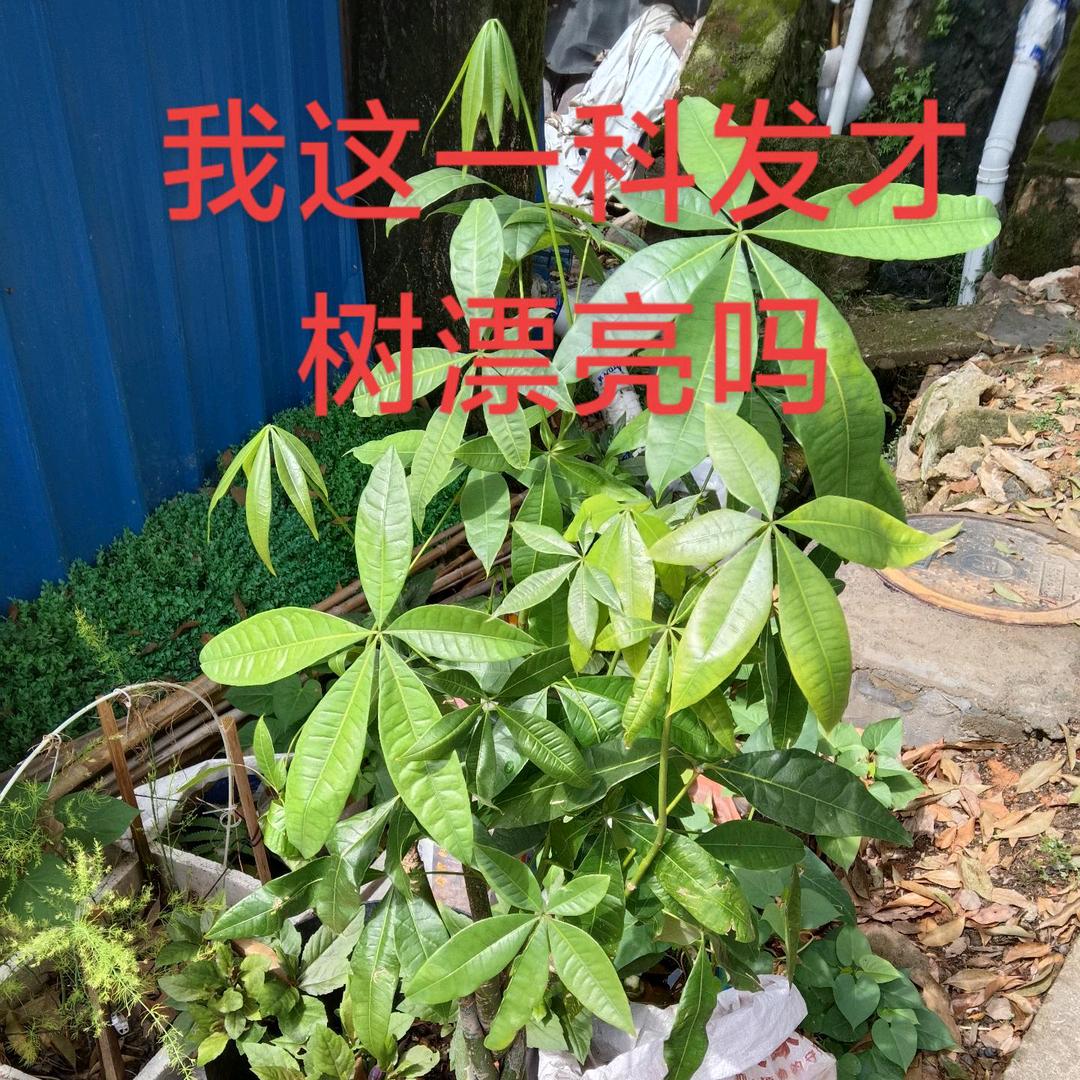 叶炳春