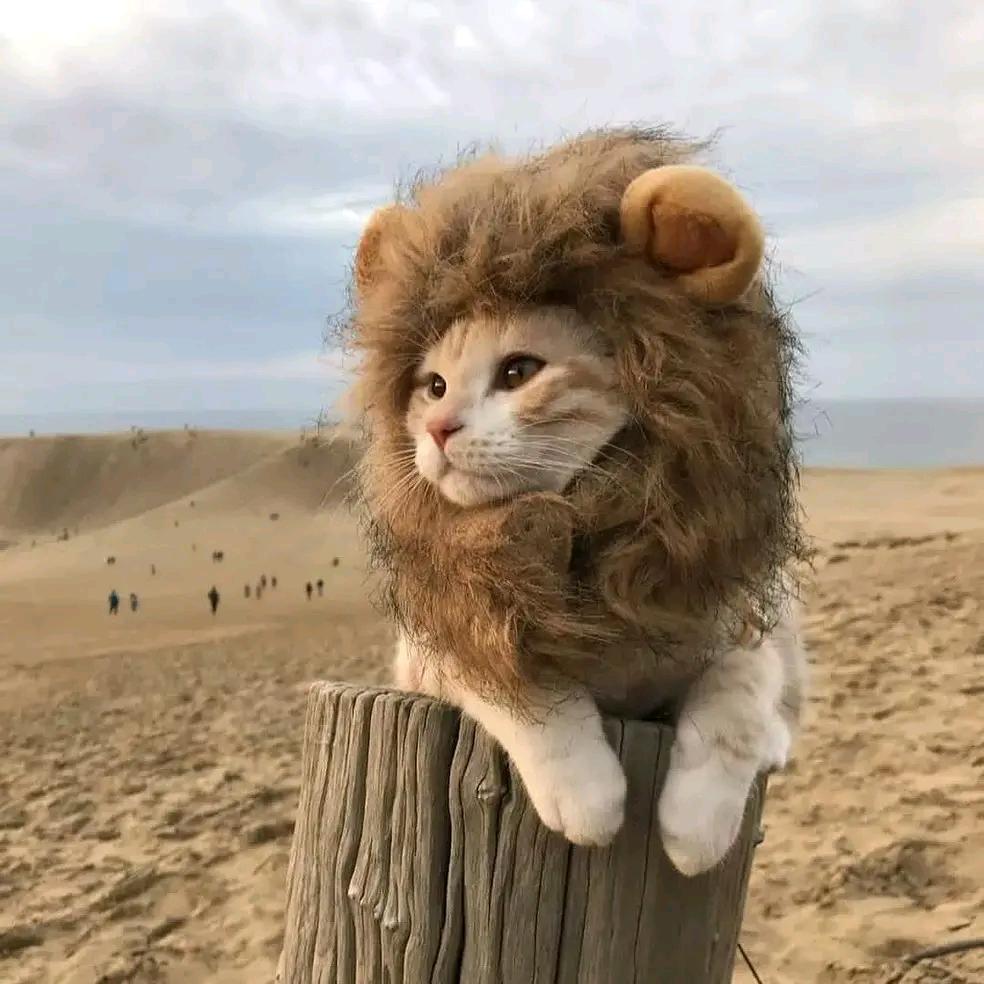 自苦自吃