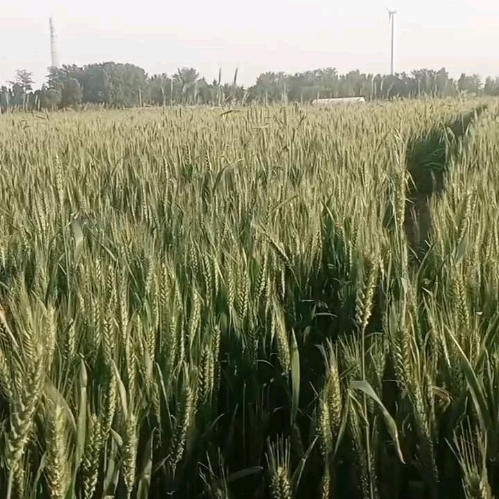 五哥好物