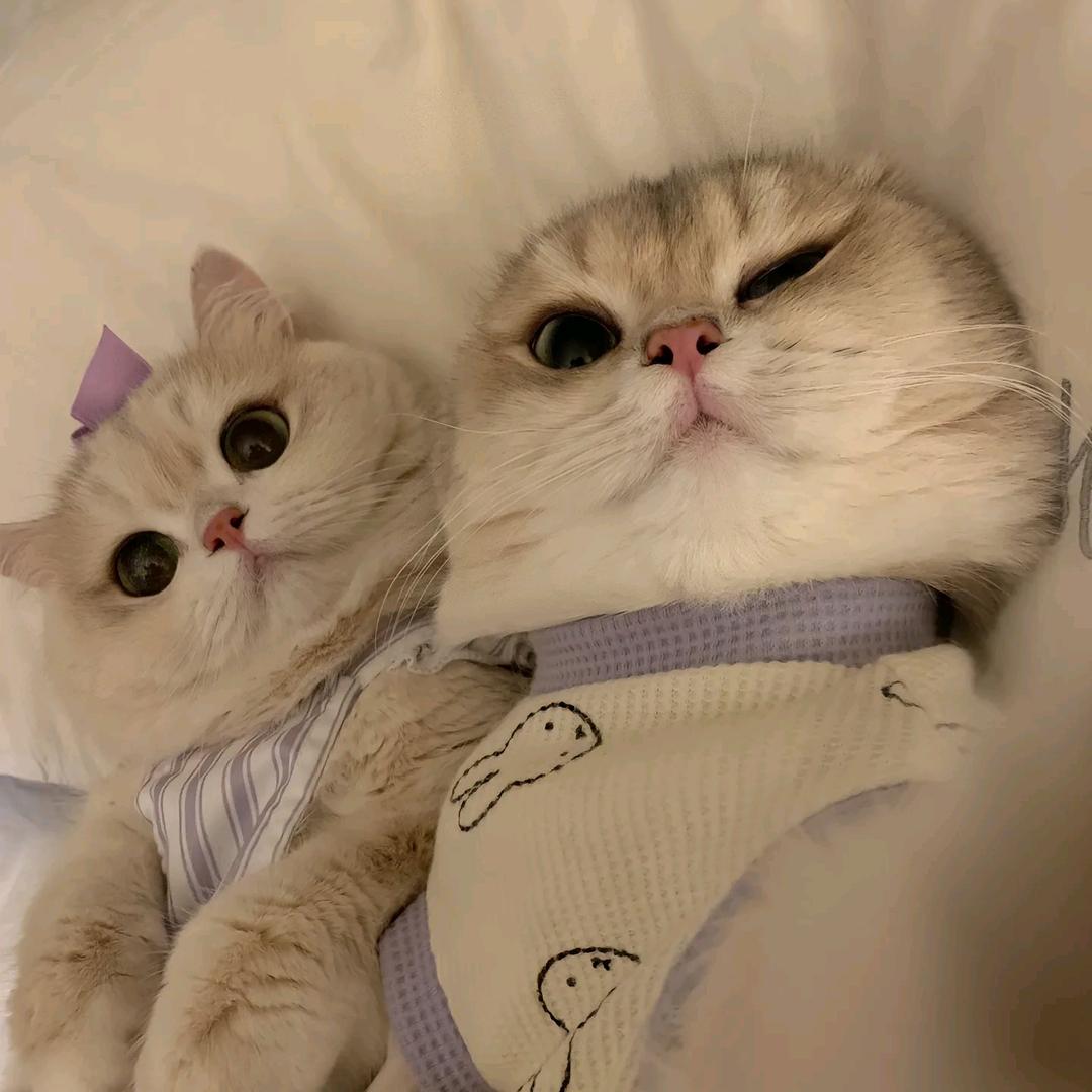 不吃香菜的小浣熊