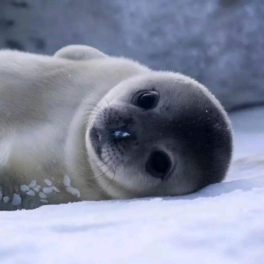 前进吧！小海豹