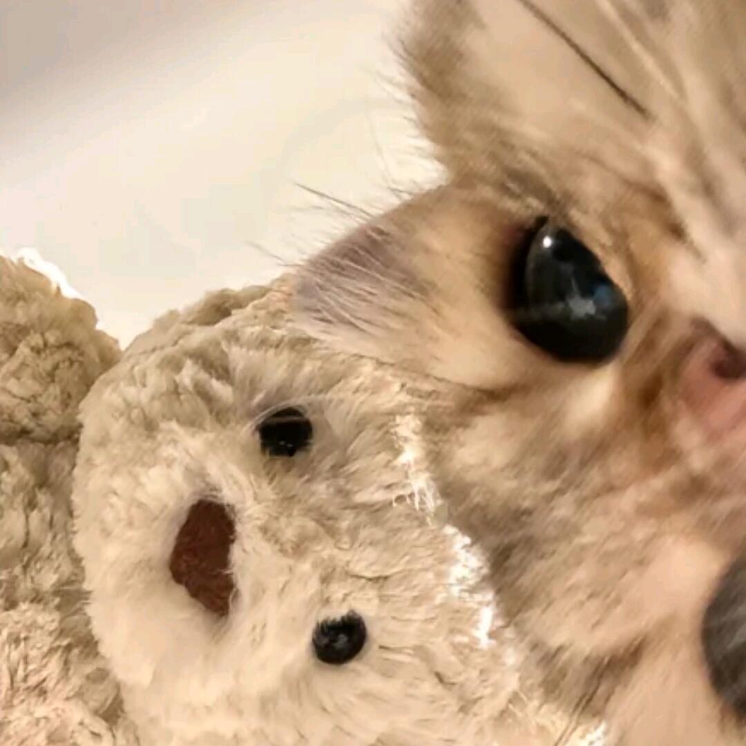 QQ茶