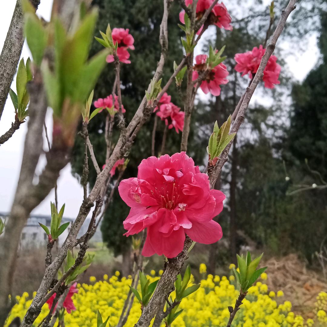 美丽的人生