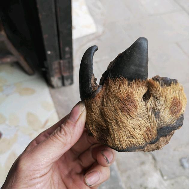 西门吹腰