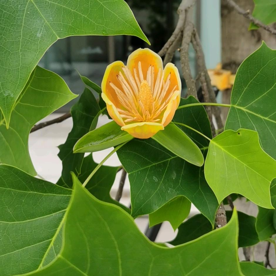 马场