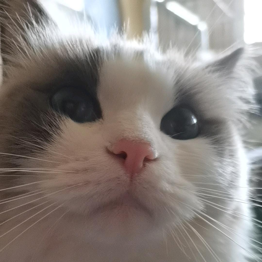 半截诗丶🐾（天谴之神版）