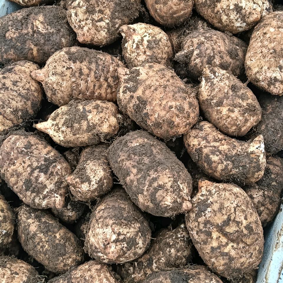 全哥（天麻种植）