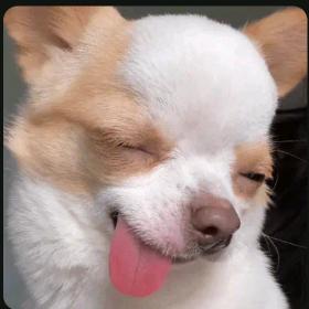 少林寺驻武当办事处大神父王喇嘛嚯哈哈哈哈