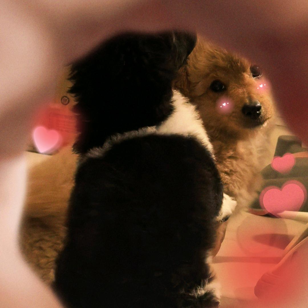 @木子