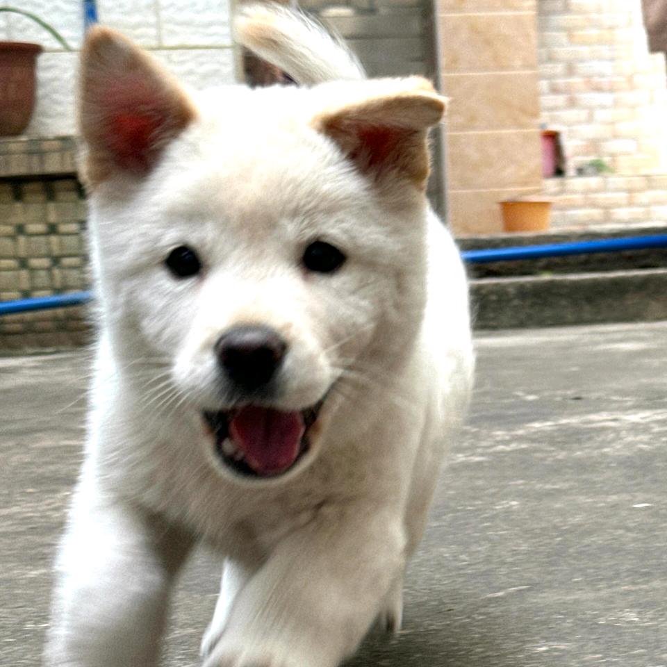 HD木雕玉雕（见过十勤版）