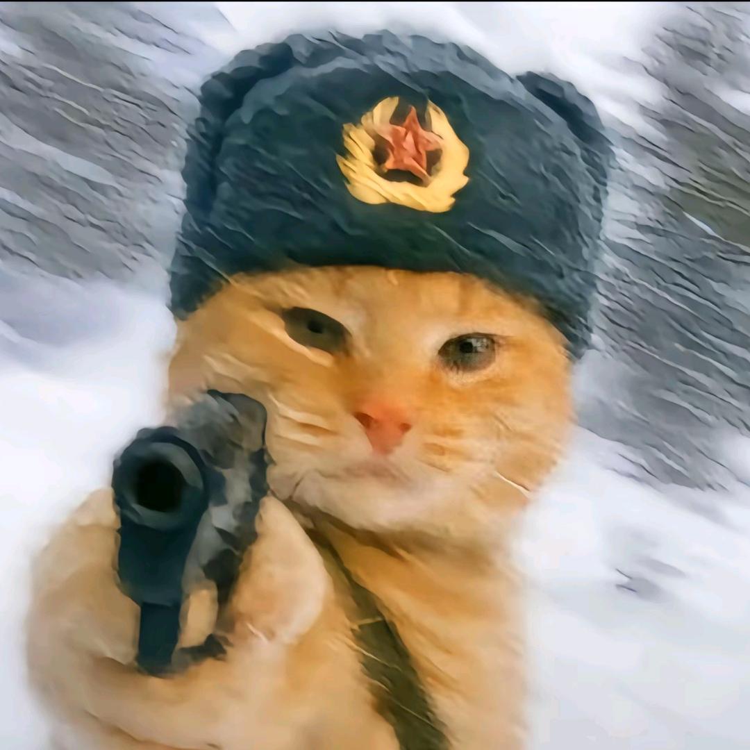 孤鸿