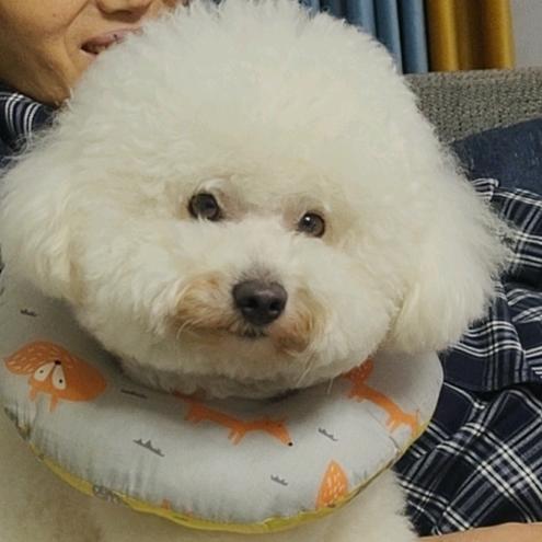 旭东家的狗仔队