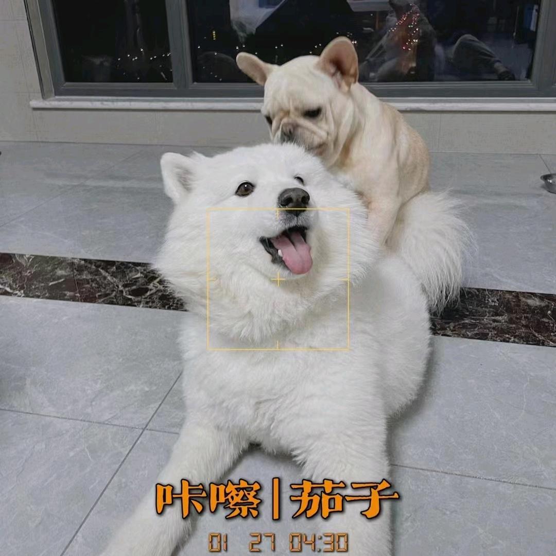 子沐君（三角洲行动）