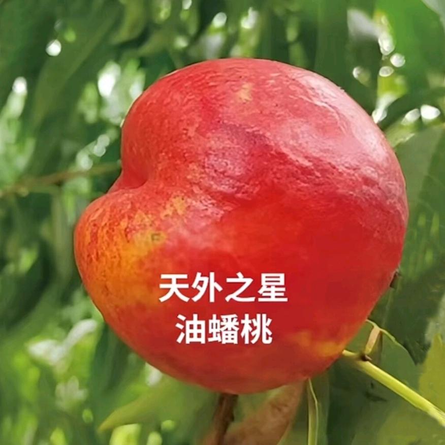 天外之星油蟠桃种植园