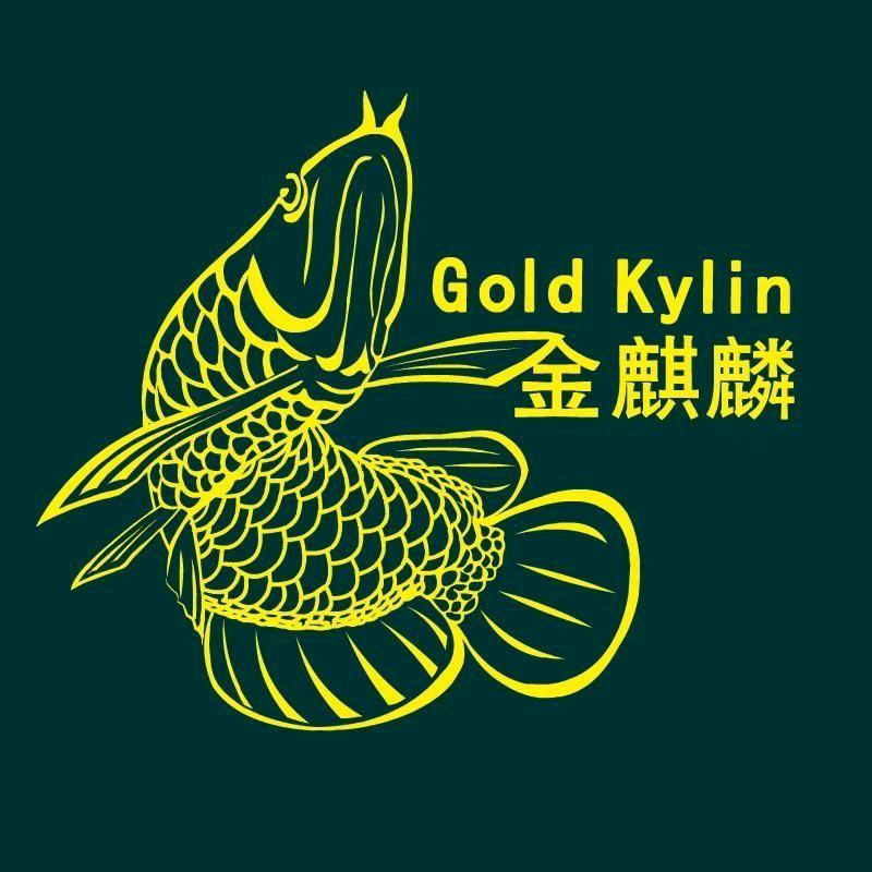 金麒麟龙鱼繁殖