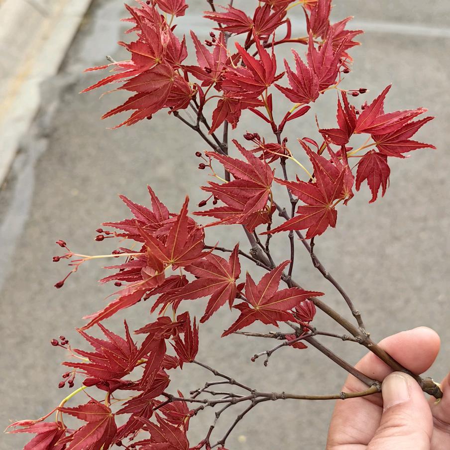 🔥烈焰🔥