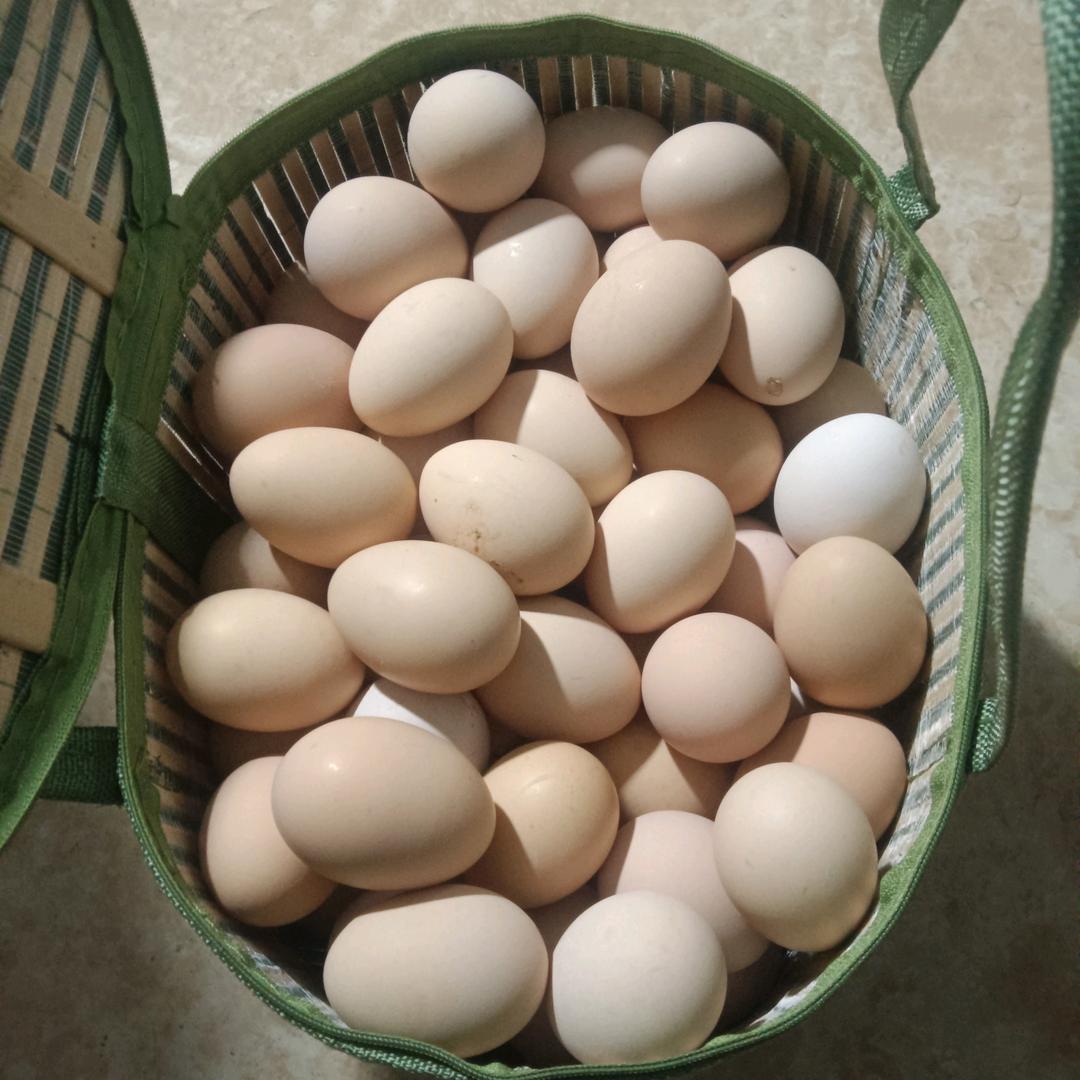 💧青禾🌲散养蛋类批发（人在南京）