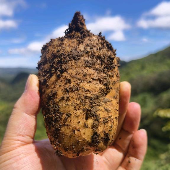 小草坝天麻惠选