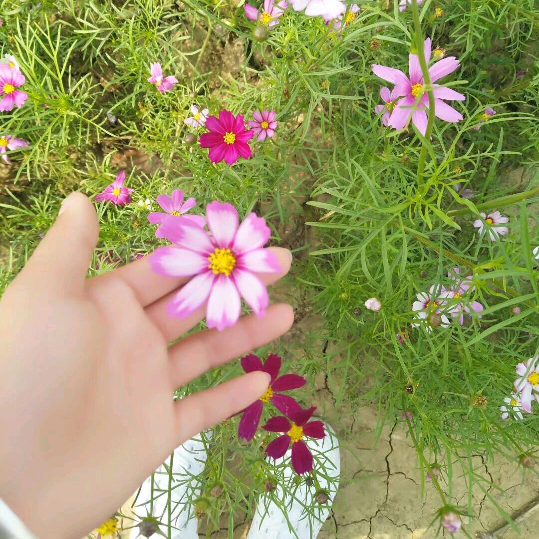 尛辣椒💗💗