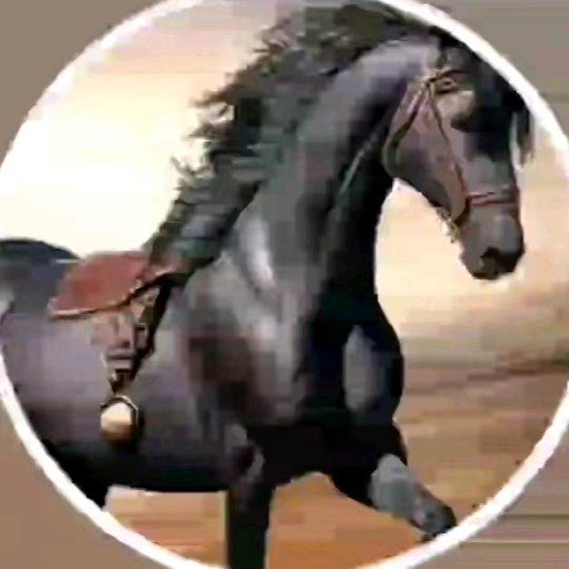 黑🐴马