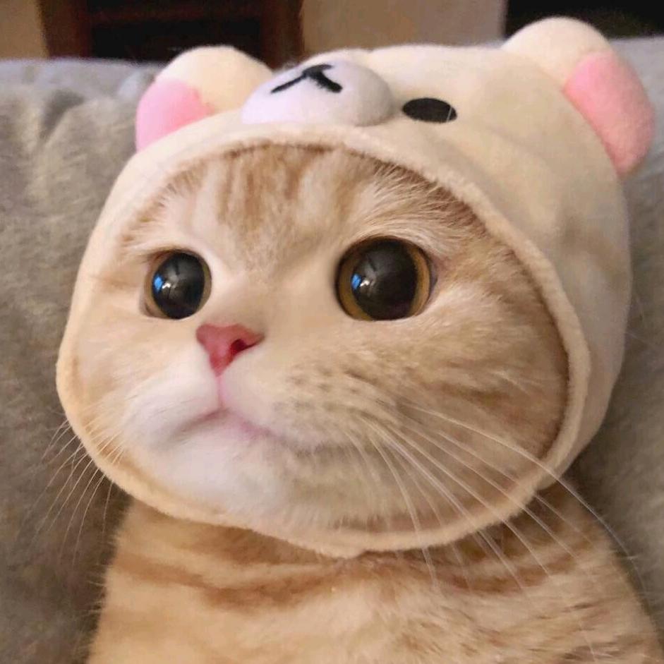 花花猫咪馆