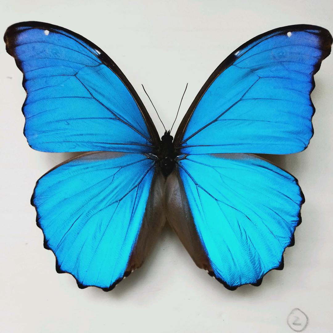 减肥（接好运）