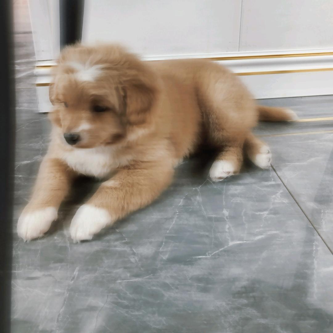 墩墩有点胖