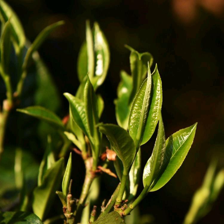 滇茗号普洱茶