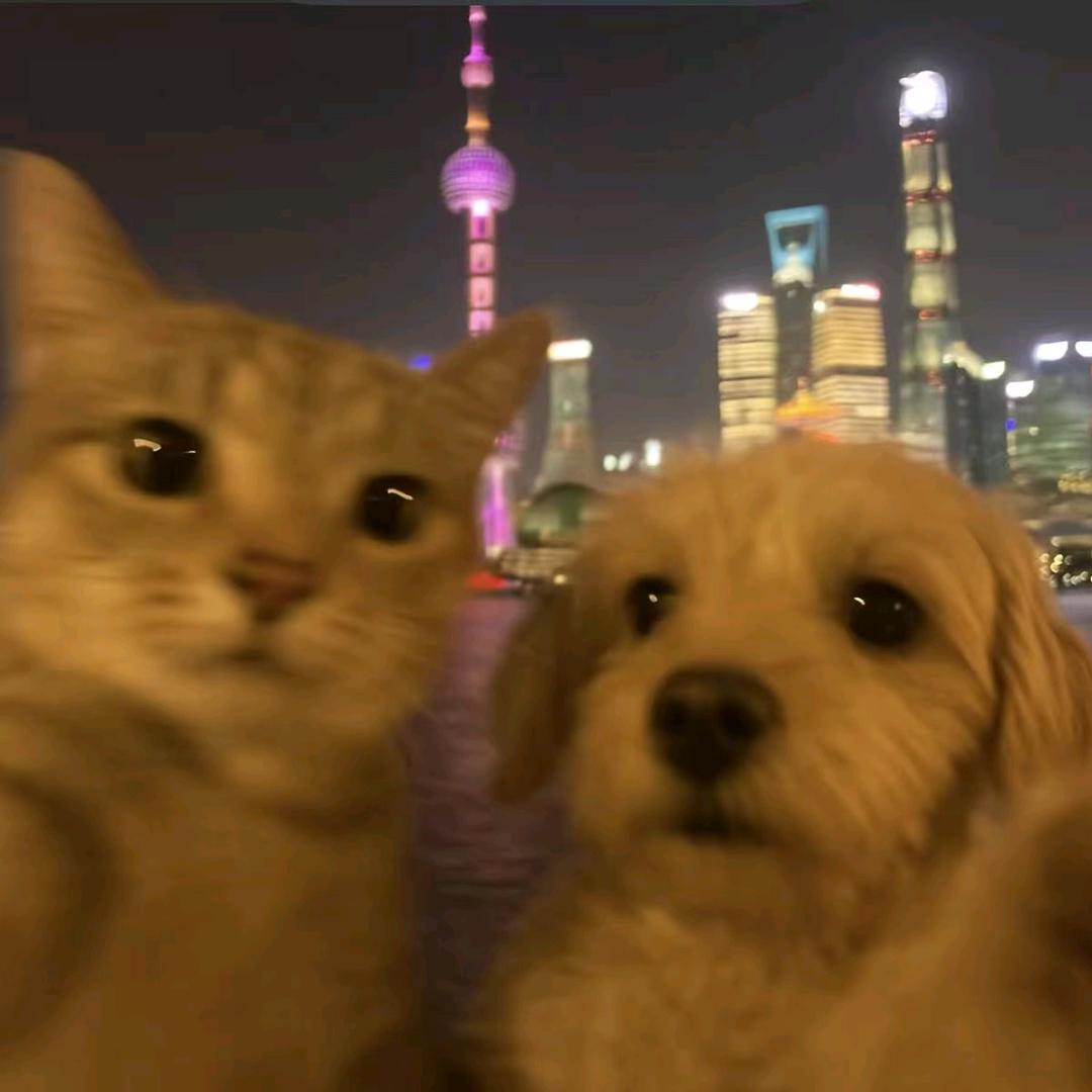 一航家的毛孩子