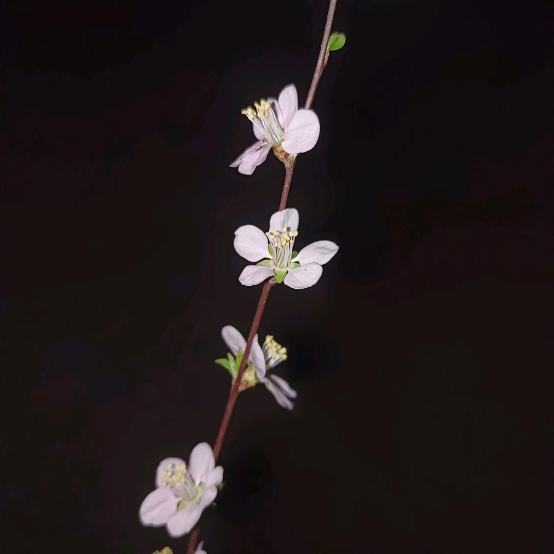 无忧