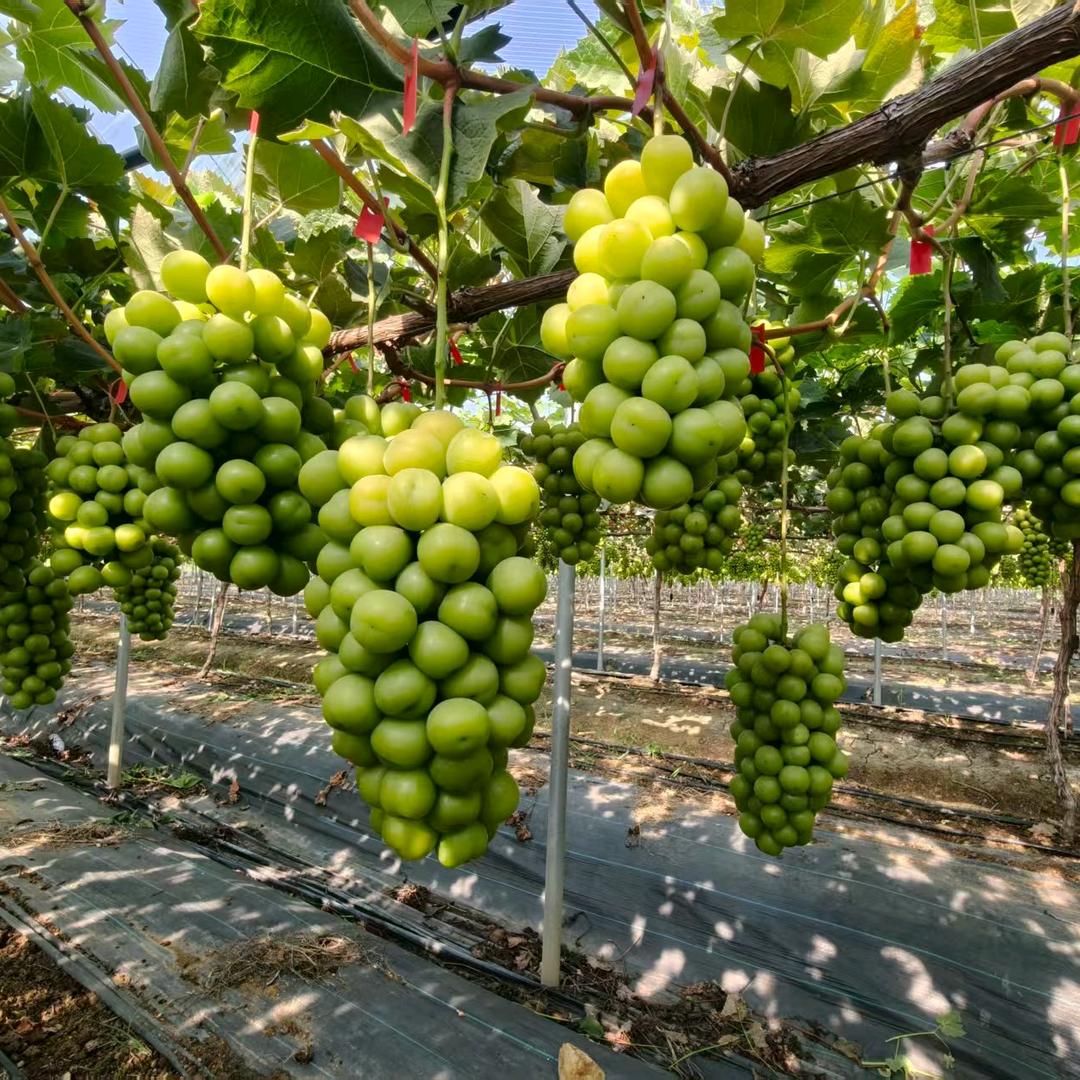 亦甜亦美生鲜果蔬