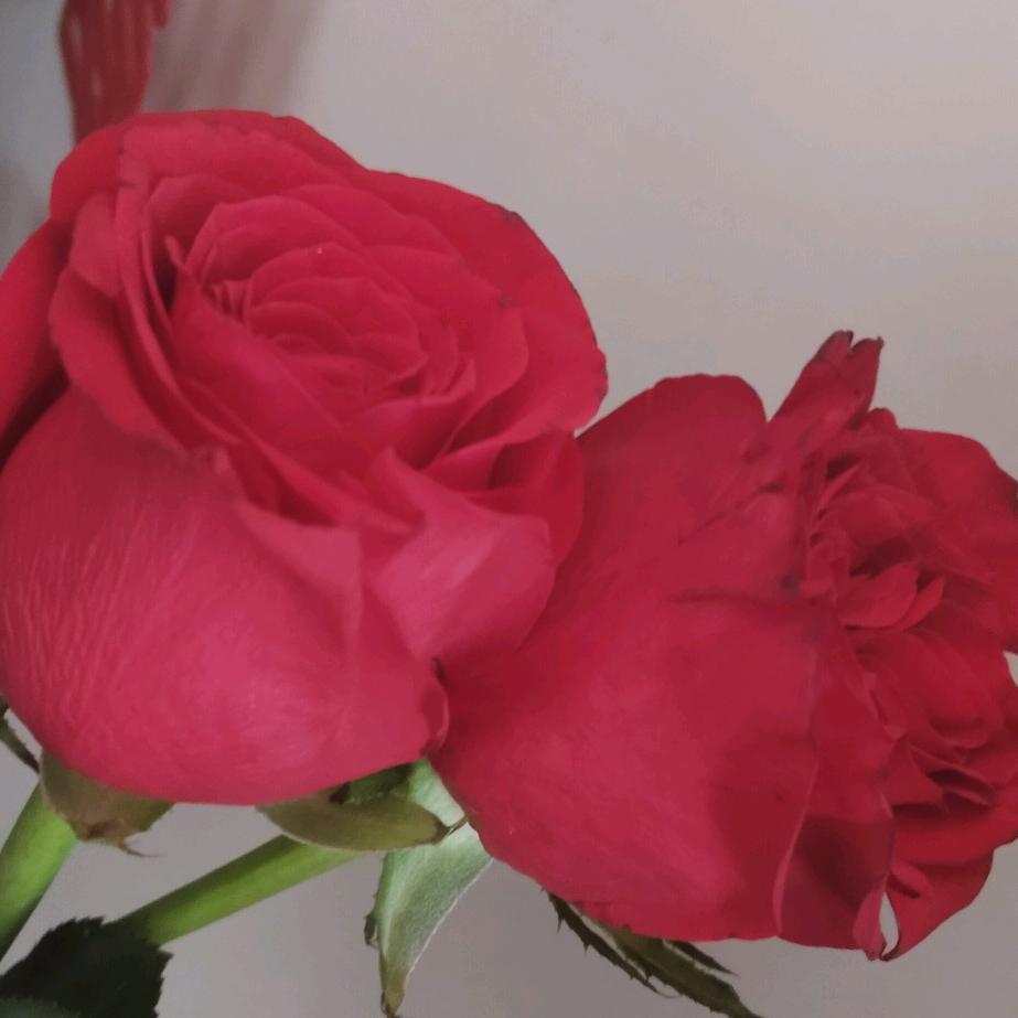 杨楼镇双庙村畜牧产业孵化园W.008