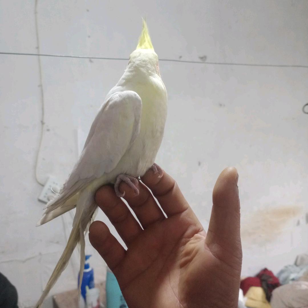 昭陵第一炮