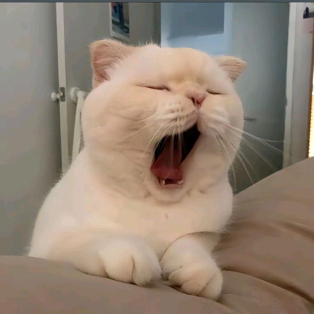 汤姆猫👀