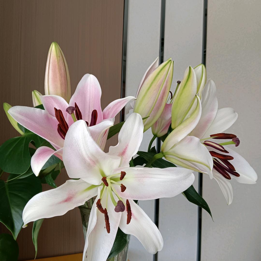 杨杨爱唱歌