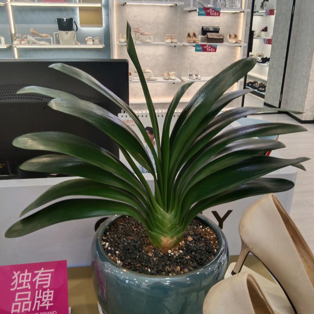 陈生