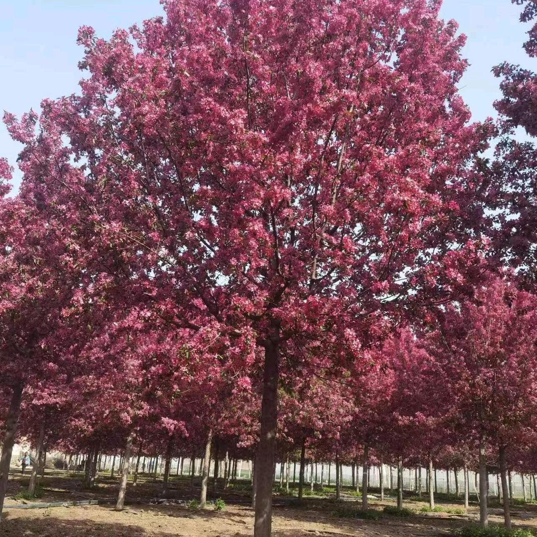 赵亮=高杆中心领导杆绚丽海棠