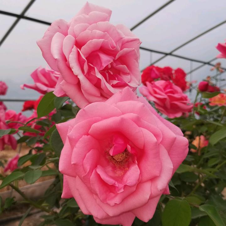 花开苗木