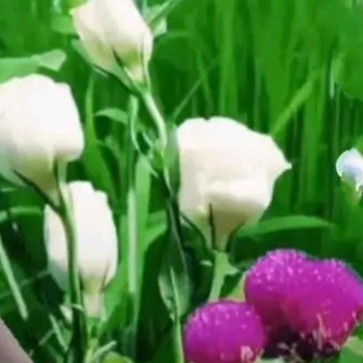 变形计